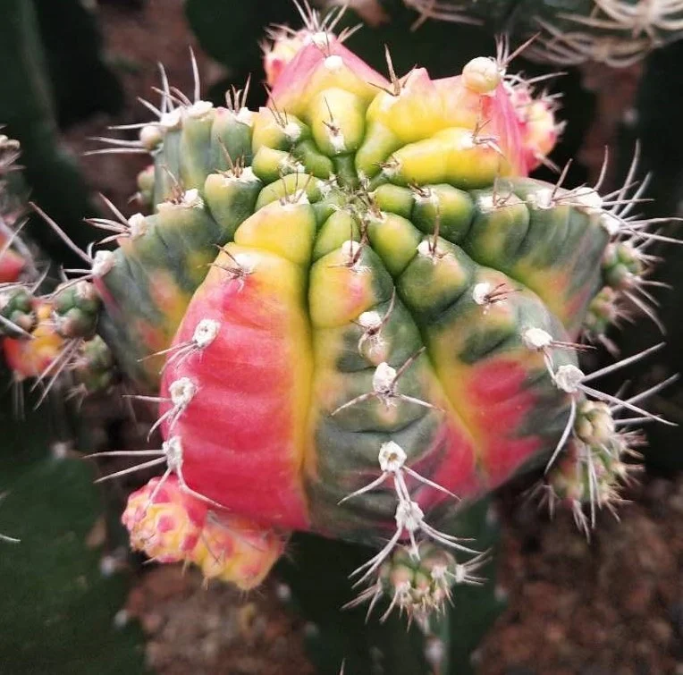 
Low price natural beauty real plant cactus gymnocalycium mihanovichii variegata for sale 