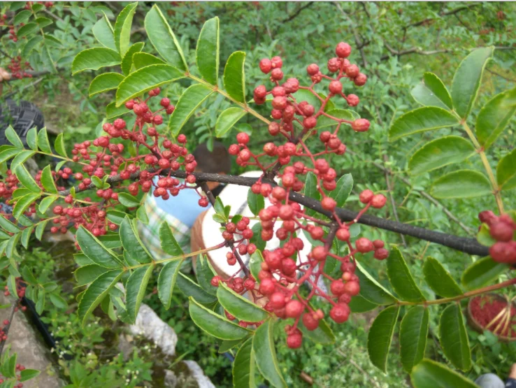 Hua jiao chinese premium zanthoxylum bungeanum sichuan pepper spice