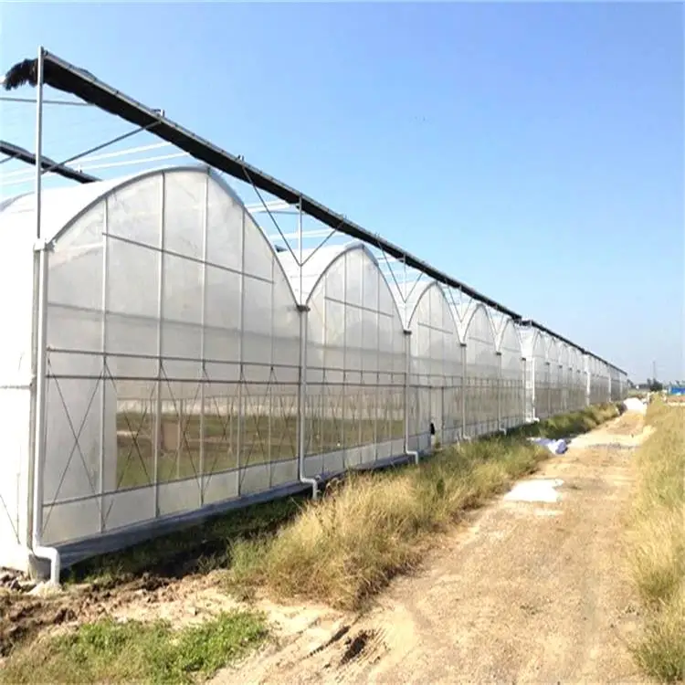 Agricultural Greenhouses muti-span plastic film tomato hydroponics greenhouses with seedling trays