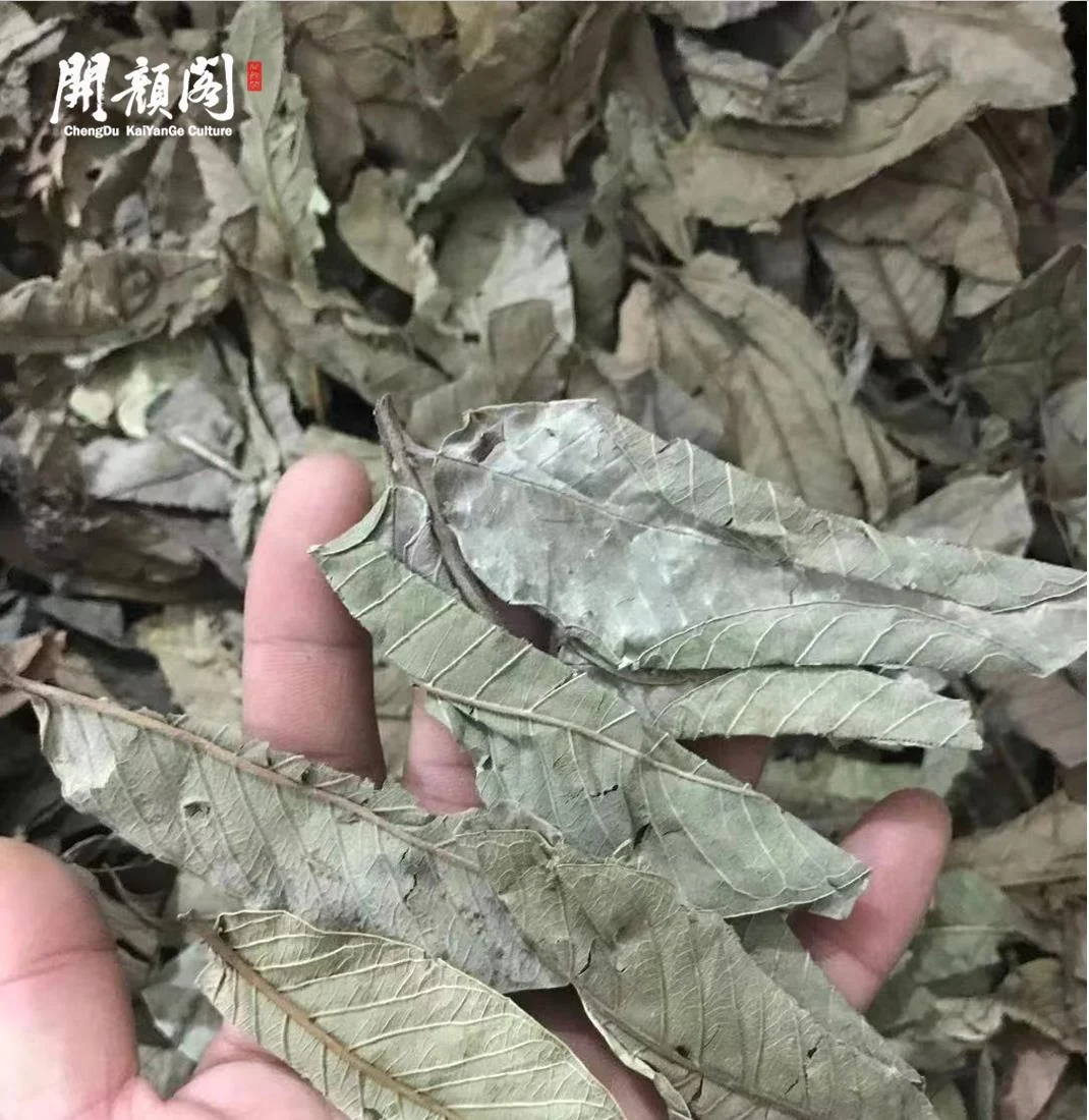 KAIYANGE оптовая продажа FAN SHI LIU YE хорошее качество Лучшая цена органический сушеный чай из листьев гуавы гипогликемический травяной для здоровья