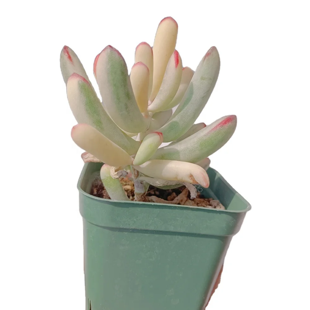 
133 Cotyledon Variegated Natural Succulents Korea Succulent Office Decoration 