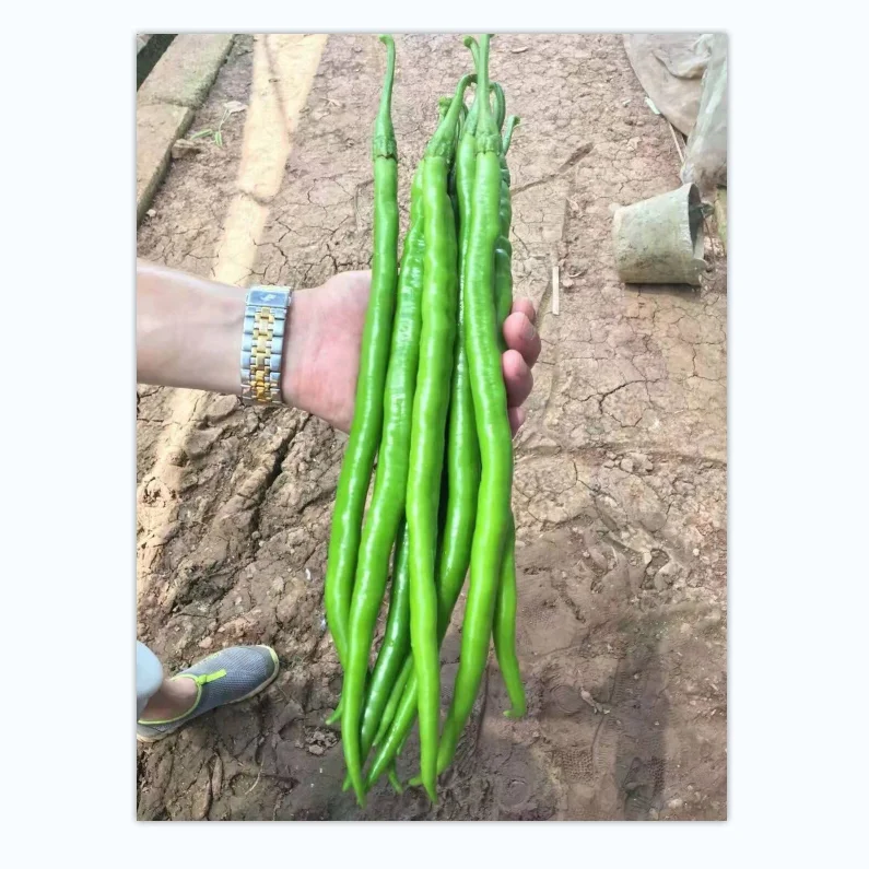 Поставка из Китая гибридные F1 зеленые красные семена горячего красного перца