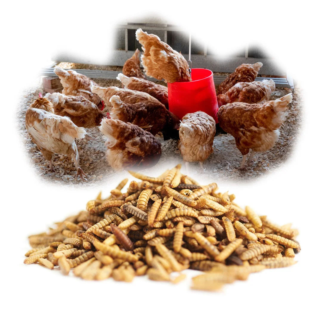 Best Selling VITAMINS & MINERALS Food Icon For Fish Raw Meat Vegetables Etc VITAMINS & MINERALS Hikari Frozen Fish Food