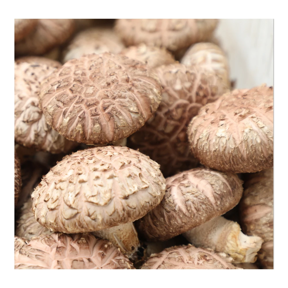 
 Органические высококачественные свежие китайские грибы Shiitake для приготовления пищи  