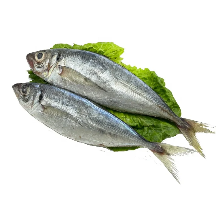 Frozen Whole Round Horse Mackerel Fish Price