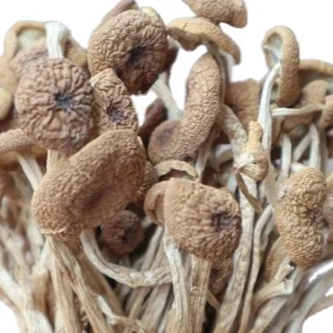 Chinese Dried Tea Tree mushroom