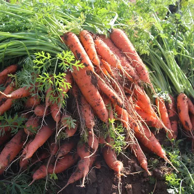 
Chinese new crop fresh carrot carrot supplier 
