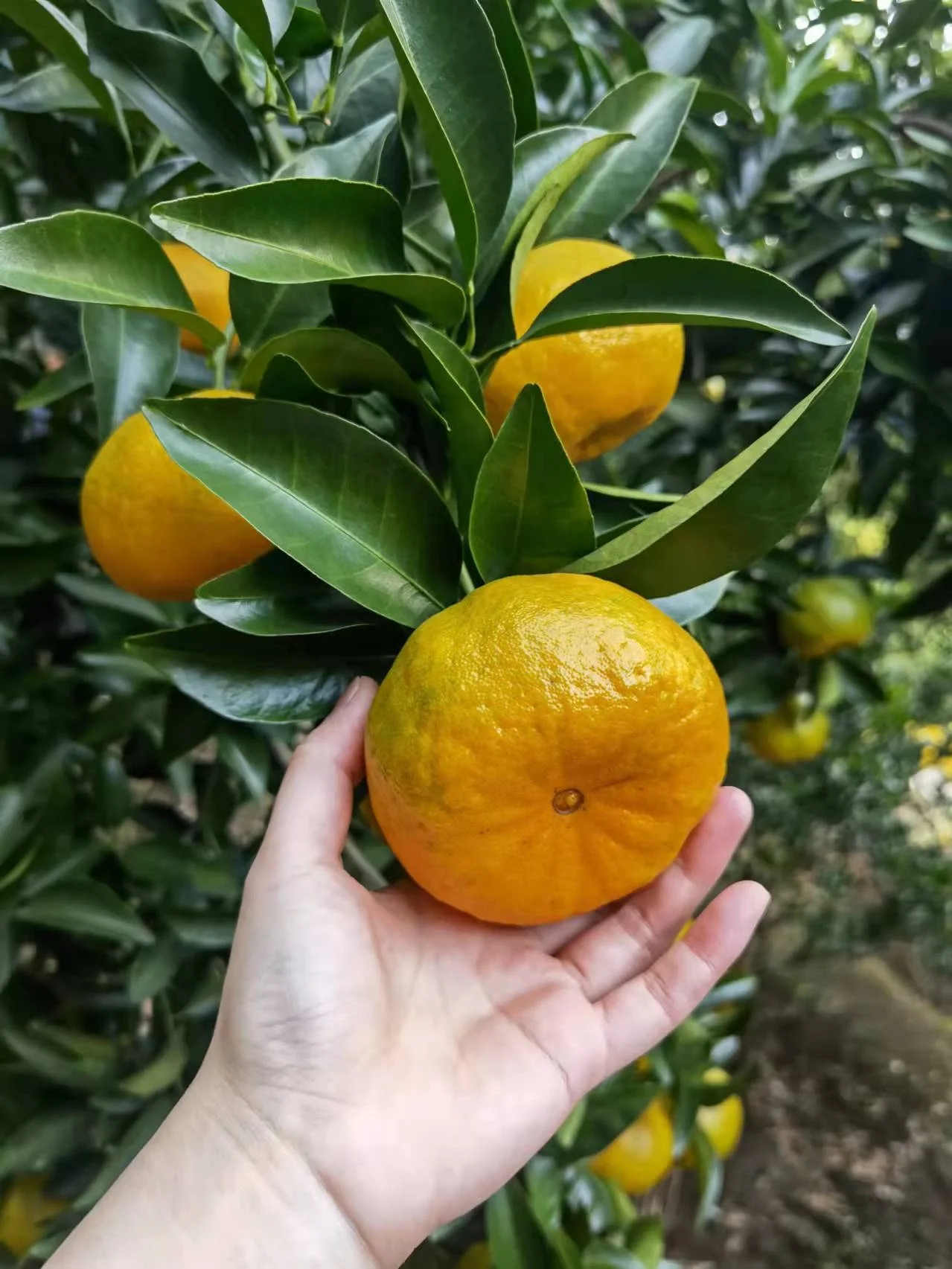 China crop organic fresh mandarin orange fruit citrus orange