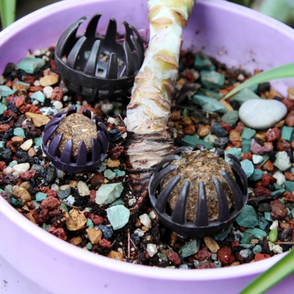 Factory Supply Tamahi Fertilizer Professional Bonsai Fertilizer Slow-Release Organic Fertilizer for Succulent Plants