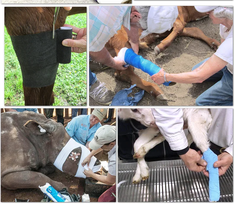 Elastic fabric wraps horseshoes and other pets with their own adhesive tape Veterinary bandages