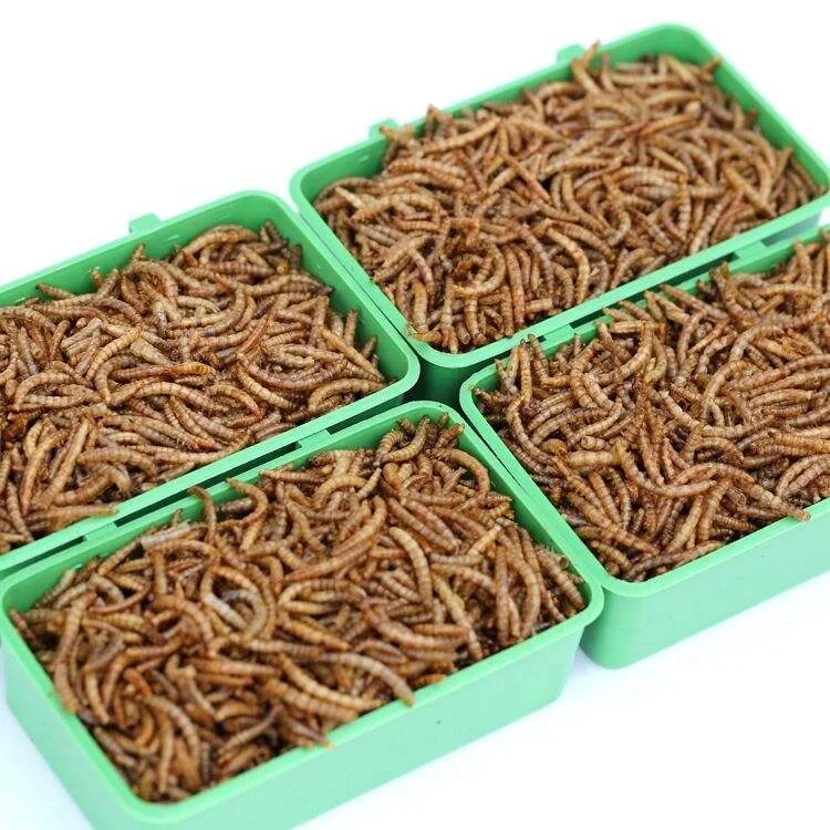 Factory feed additives Pet Food Bird Food Edible Tenebrio Molitor Dried Mealworm