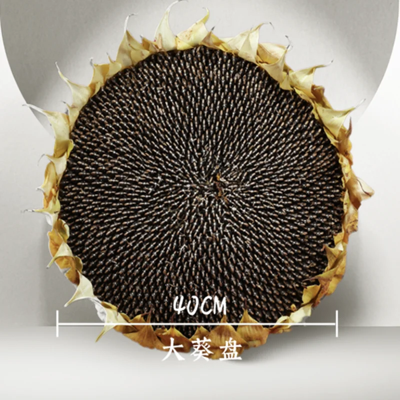 Benefit China White Sunflower Seeds Turkey,Low Price