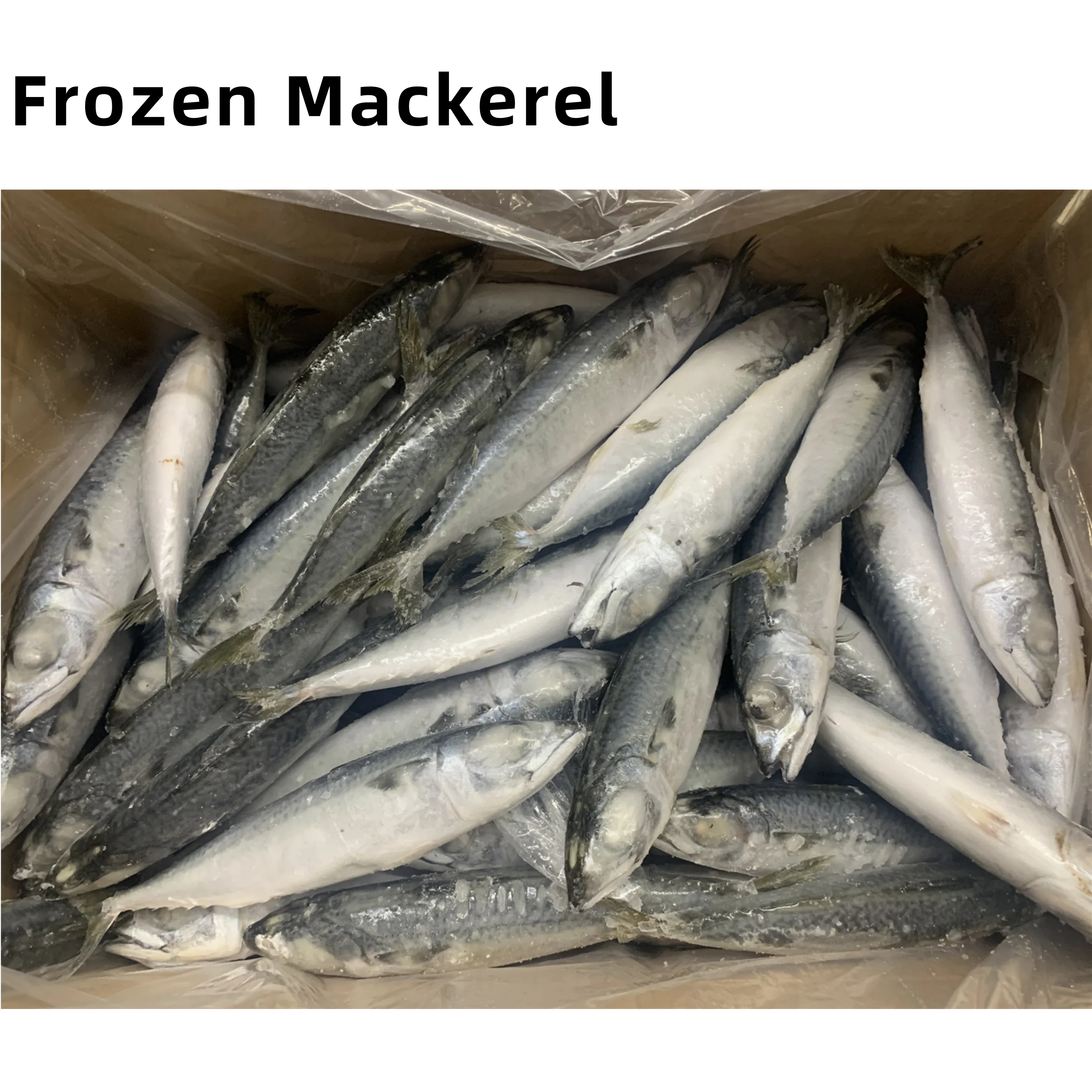 Морская и замороженная Тихоокеанская скумбрия цены на рыбу