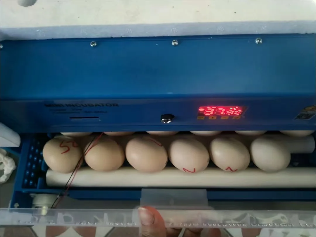 poultry chicken farms Egg hatchery large small mini full automatic 100 200 500 1000 egg incubator for sale