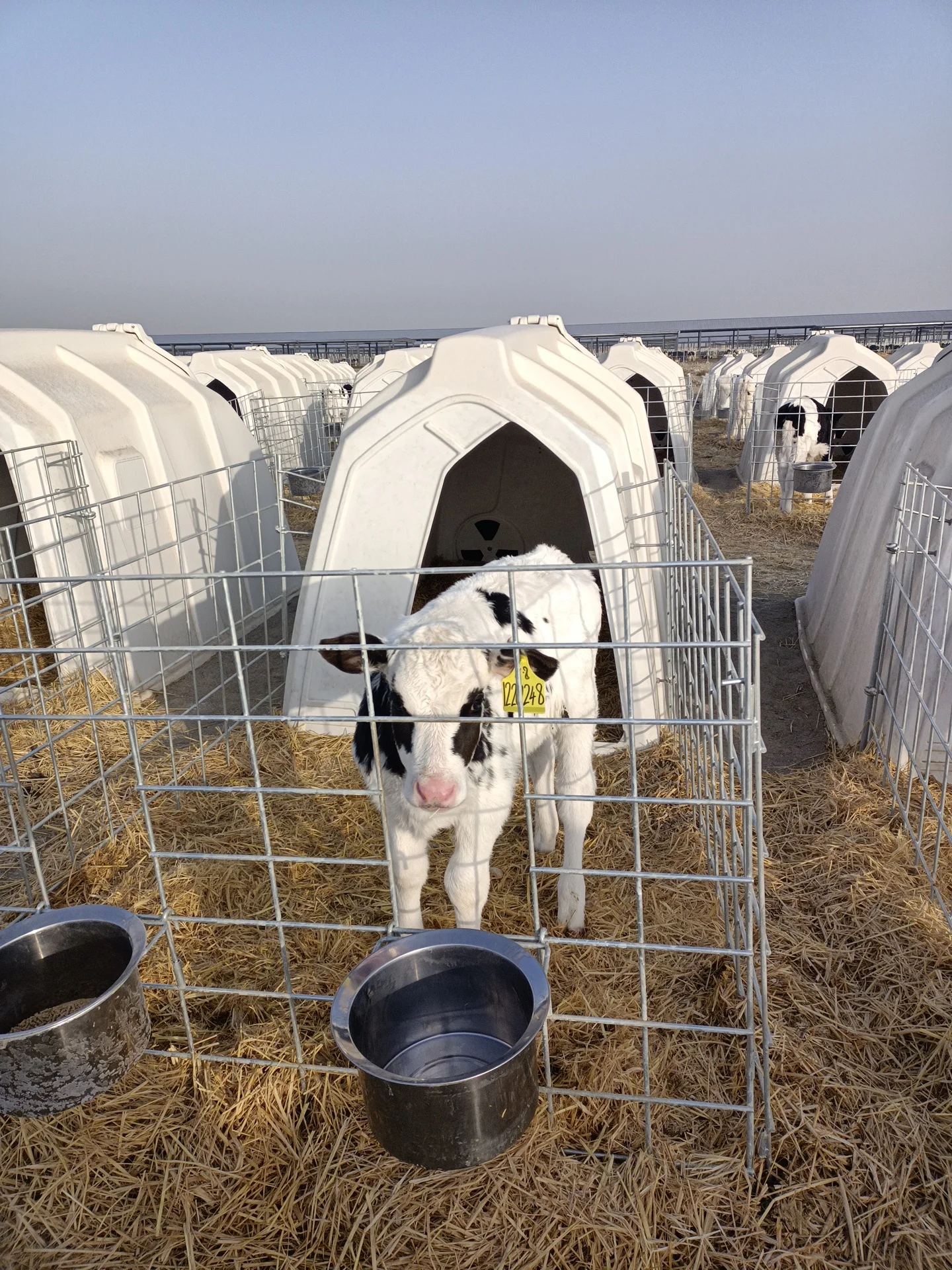 Cow Calf Hutches /houses