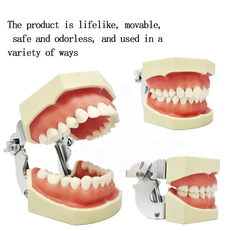 typodont dental model.png