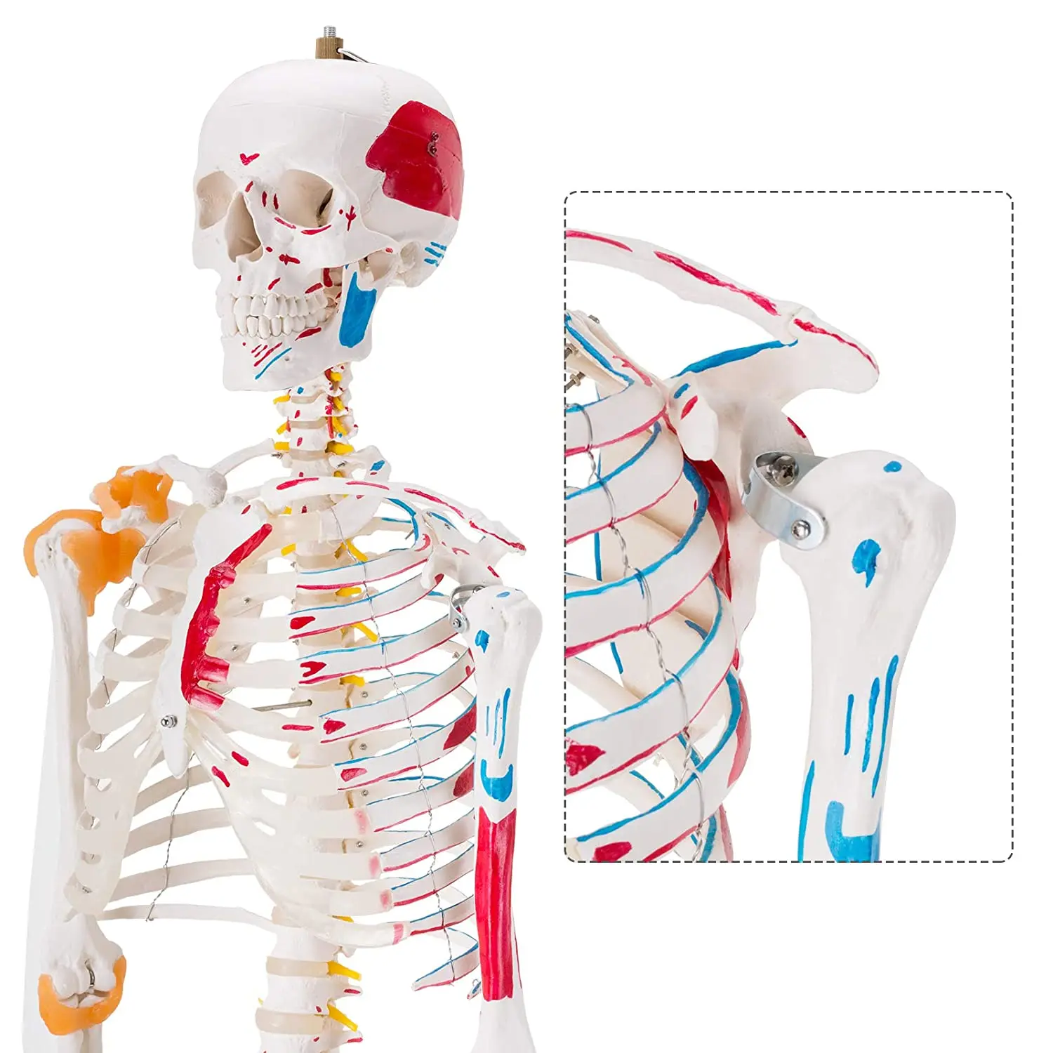 180cm medical human body model skeletal muscle marker model with human anatomy teaching, for schools, hospitals use
