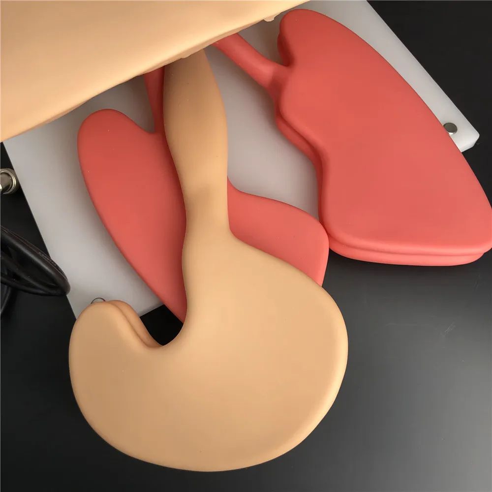 Endotracheal Intubation Training Manikin, intubation training device