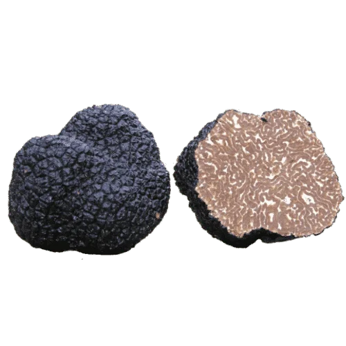 
Factory Price 100% natural Italy from Bagnoli best black truffle price 