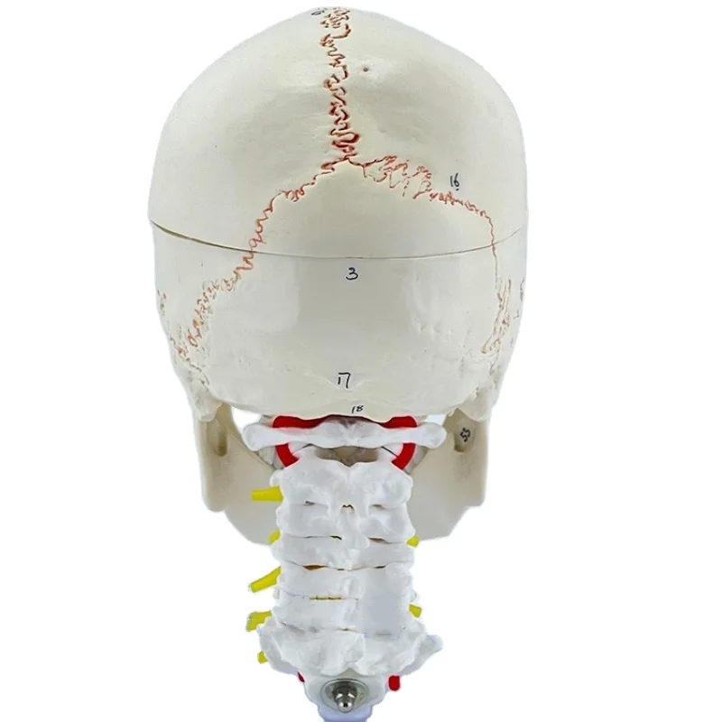 Natural large skull with bone sutures and cervical spine model medical simulation skull skull anatomical specimen