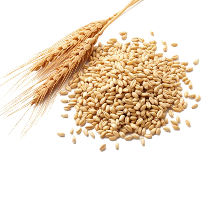 
100% Organic Long Wheat Grain at Lowest Market Prices 