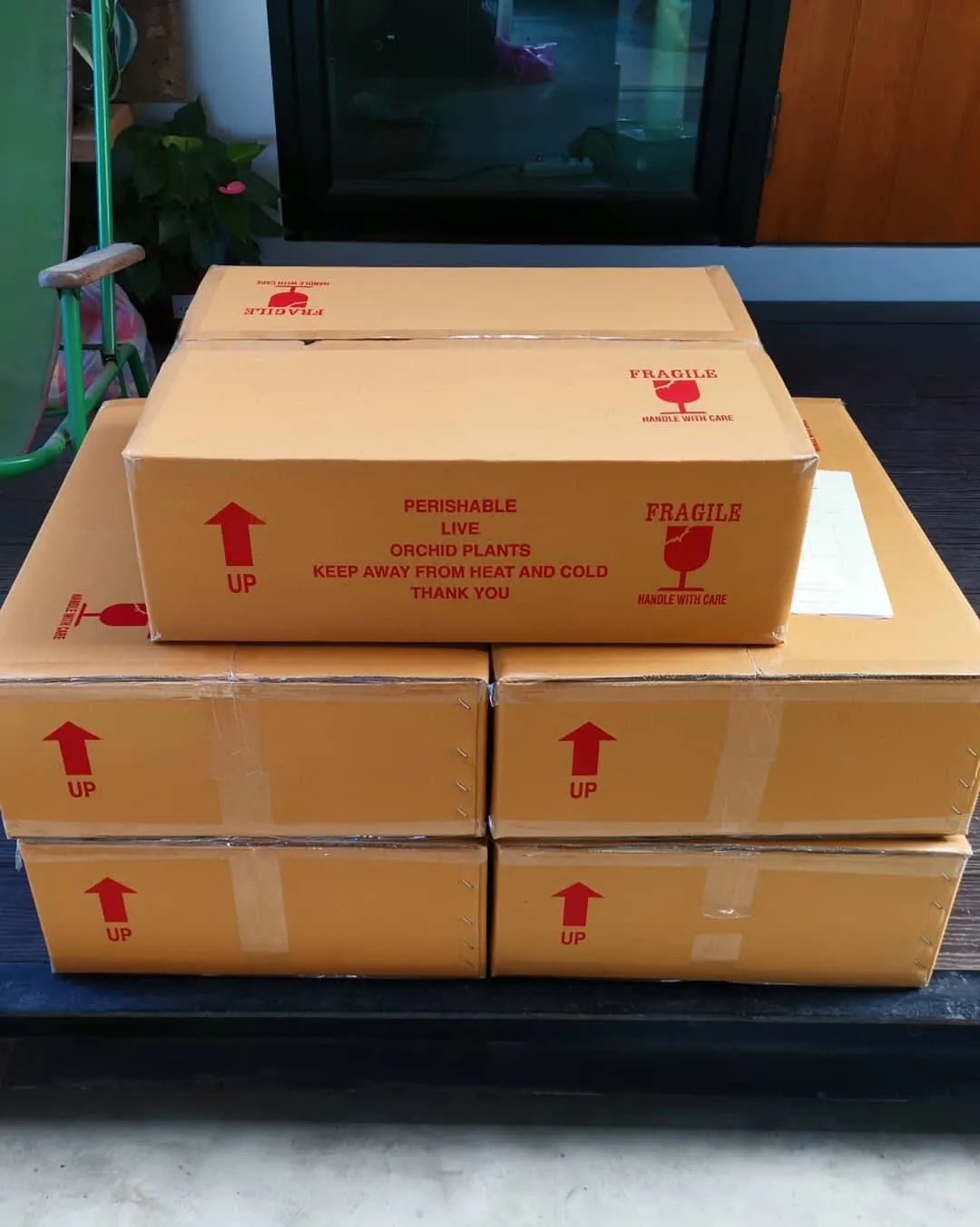 
Thai Painted Hoya Kerrii Sweetheart Plant 