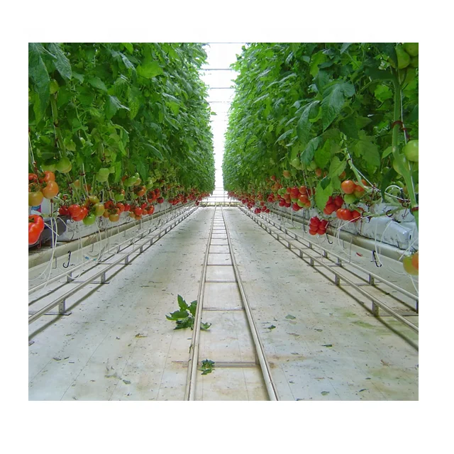 Agricultural Tomato Greenhouse Film Green Houses Tomato Hydroponic System for Tomato