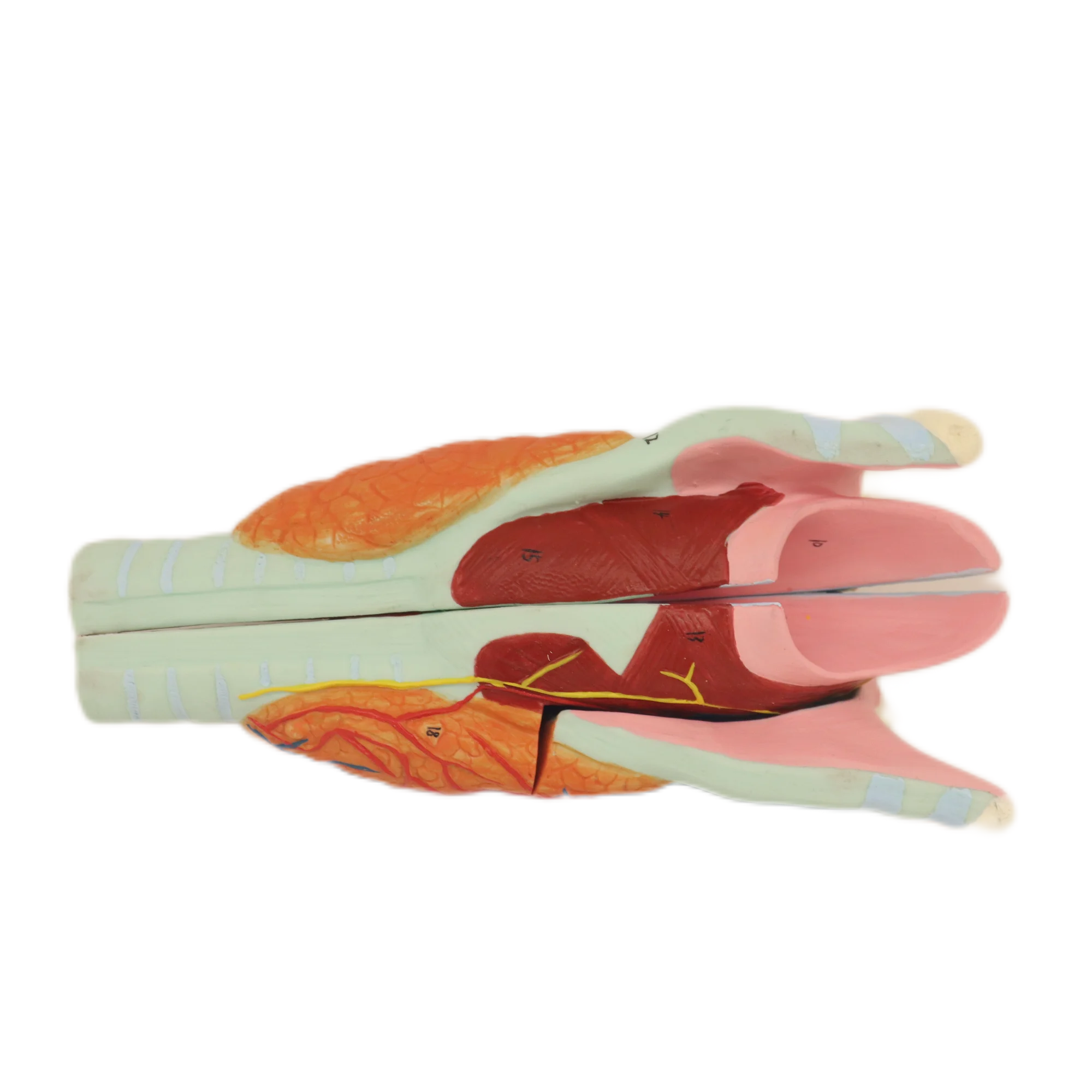 Good quality and price Middle and high school biology study Model Of Male Urinary System