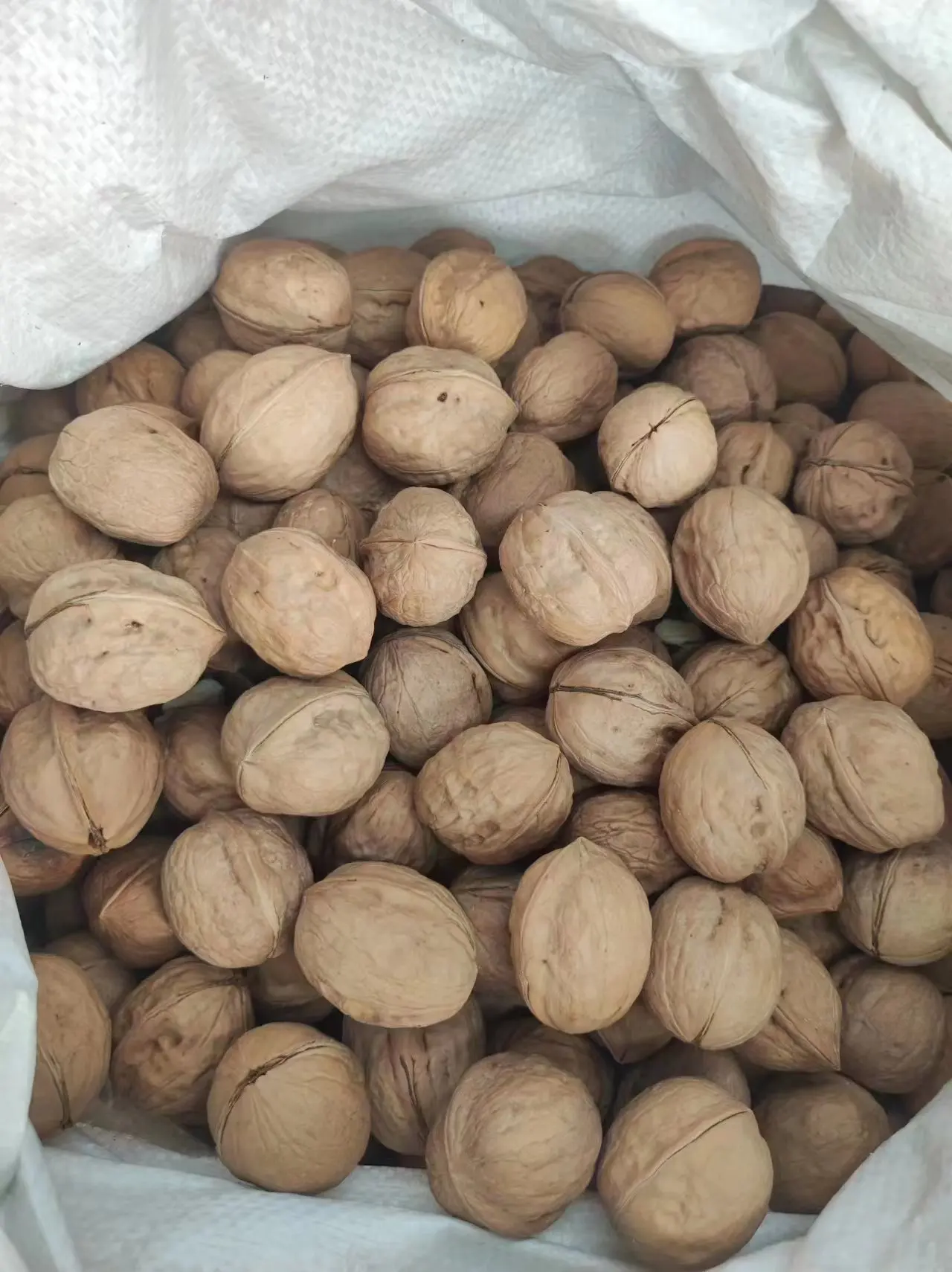Supplier Walnut Xinjiang Bulk Dry Fruit Paper 33 185 Xingfu Thin Walnut in Shell