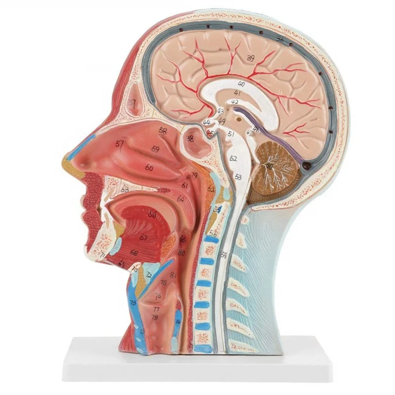 3D brain anatomy model