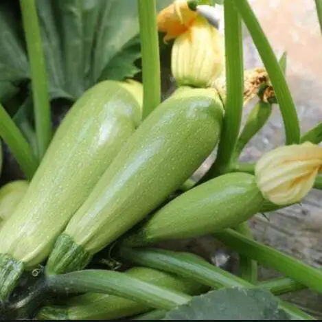 Bulby squash seeds light green early mature hybrid f1 summer squash seeds