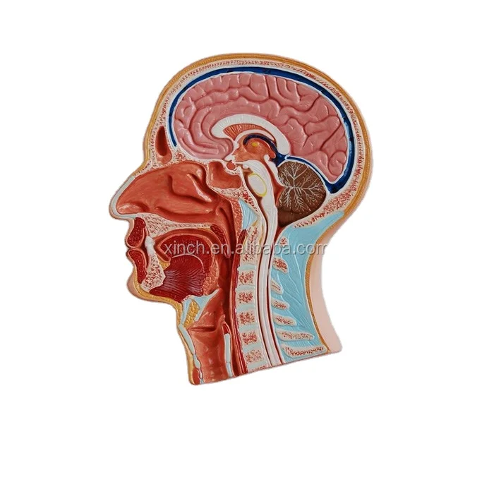 Median Section of the Head Human Brain Models