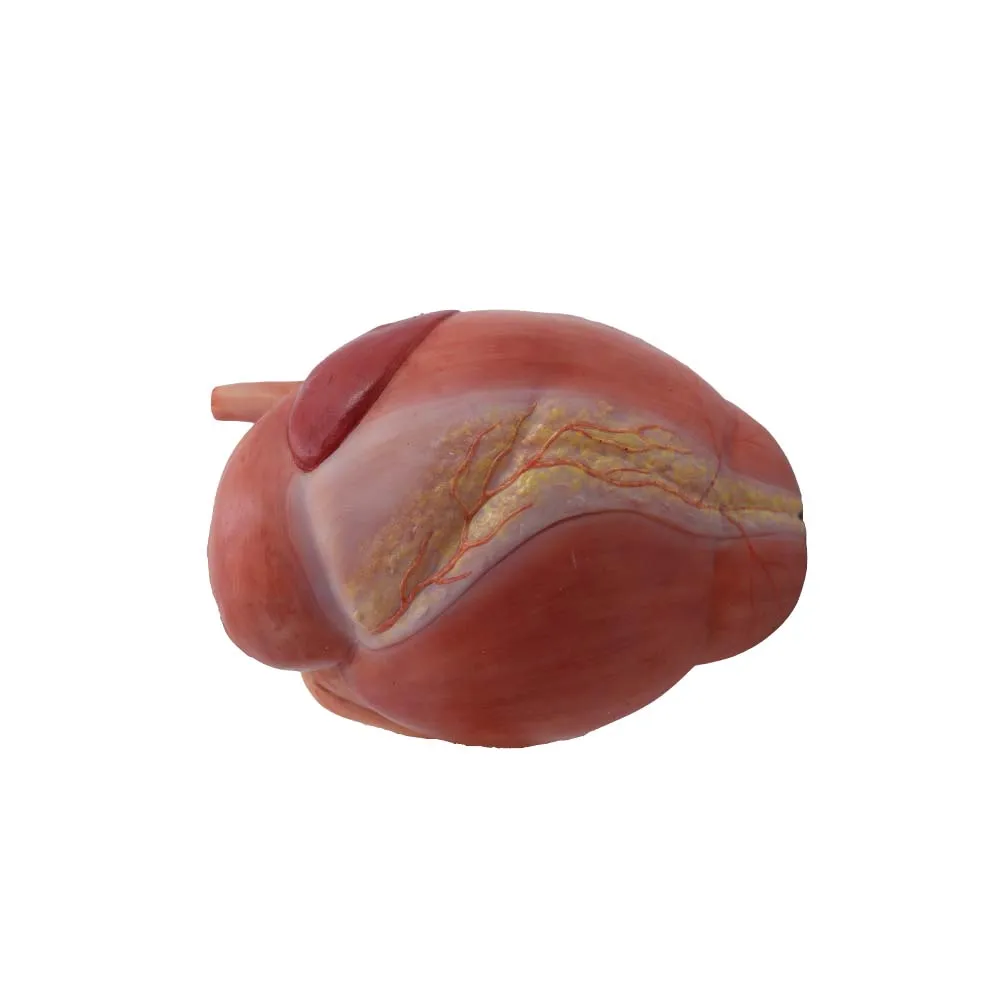 Custom Veterinary Anatomy Model Soft Simulated Stomach of Cow Model