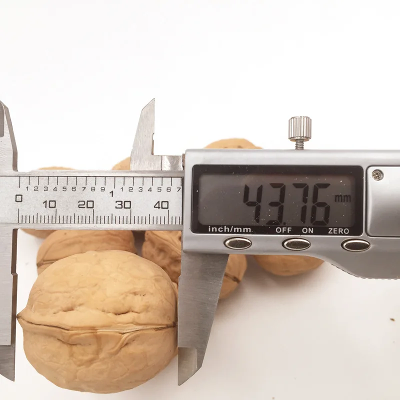 Low MOQ Best Price 185 Walnut Nuts wholesale Top Class Walnut In shell Dried Style Raw Walnut 32mm