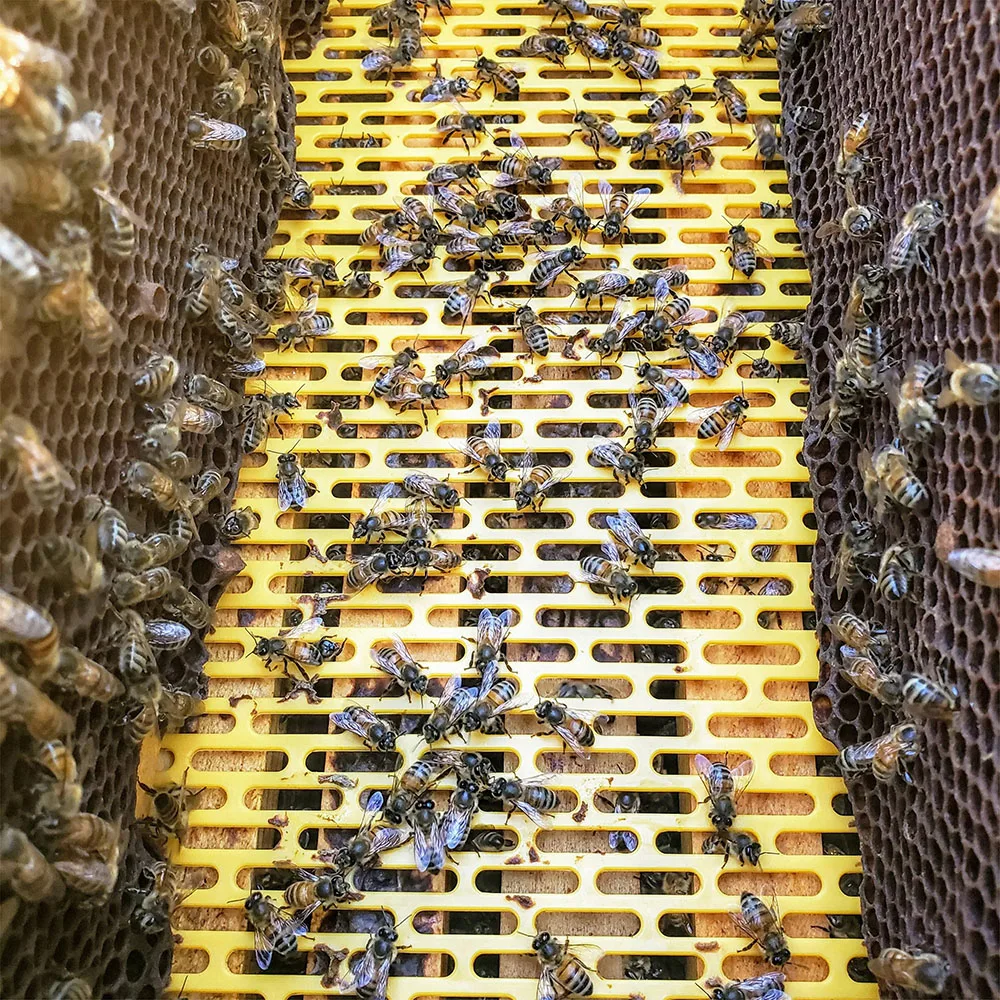 OEM factory beekeeping plastic queen excluder queen bee excluder