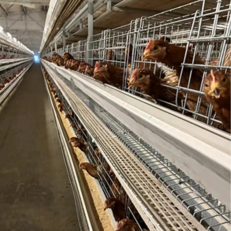 Automatic Steel A-Type H-Type Chicken Coop Enriched Chicken Cage for Laying Hens China Poultry Farms Home Use Retail Industries