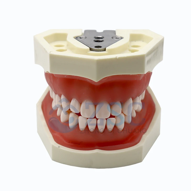 Dental Oral Teaching Tooth Plates Dental Denture Model Typodont Synthetic Resin Polymer False Replace Teeth