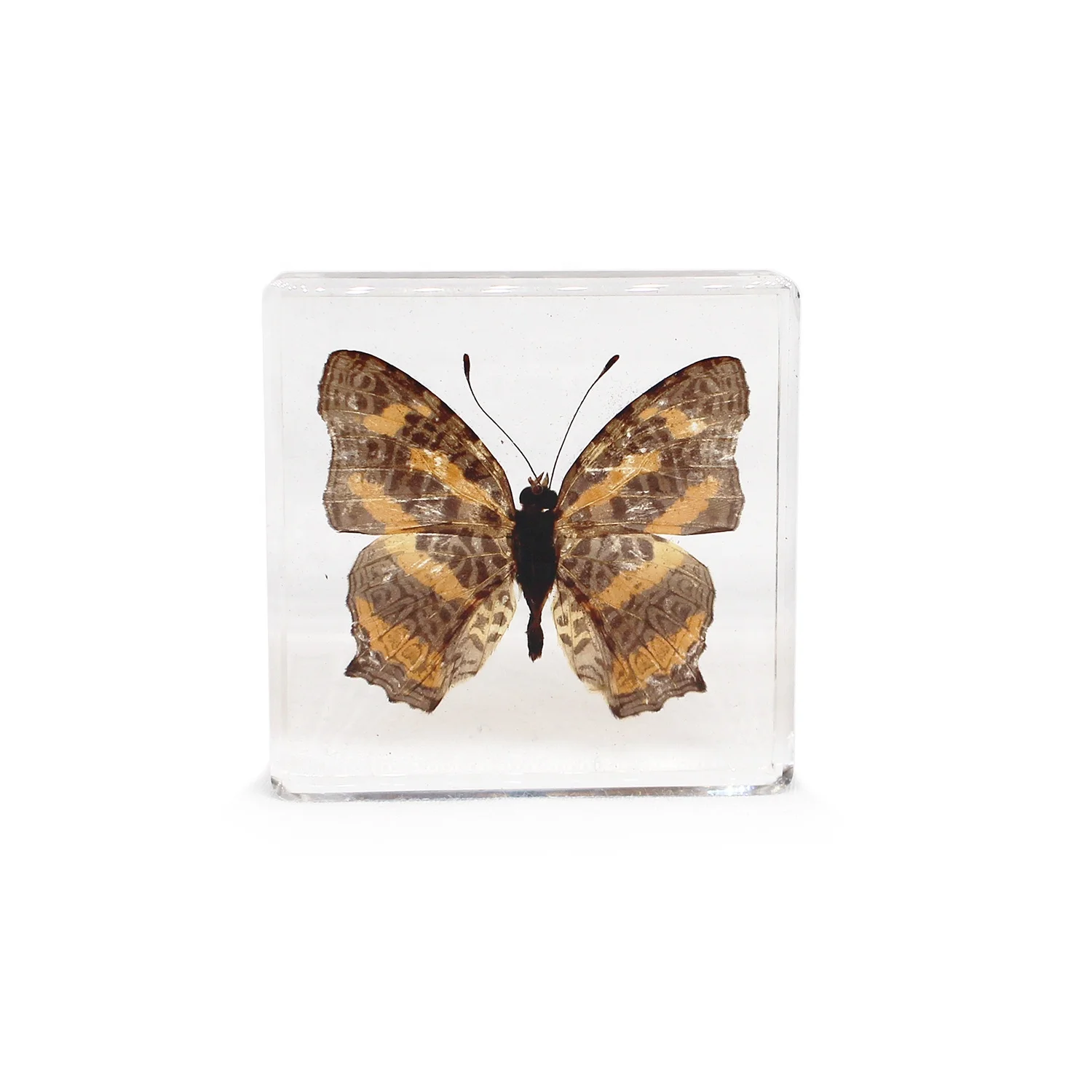 Teaching resources paperweight butterflies taxidermy real butterfly resin preschool learning tools dried specimen resin