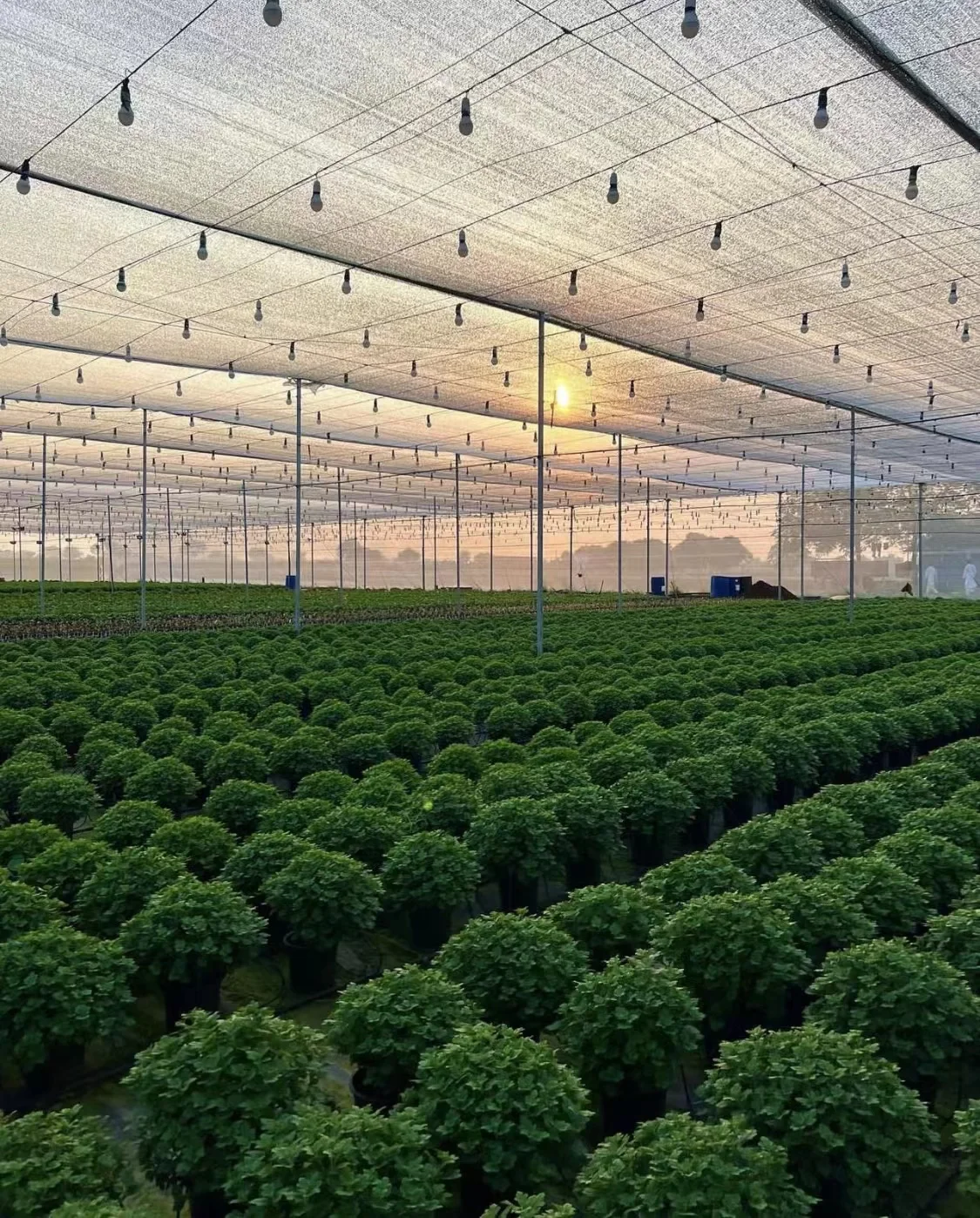 Agricultural greenhouse woven fabric Aluminum mesh shade net Aluminum sliver shade cloth sun cover Sliver Foil net