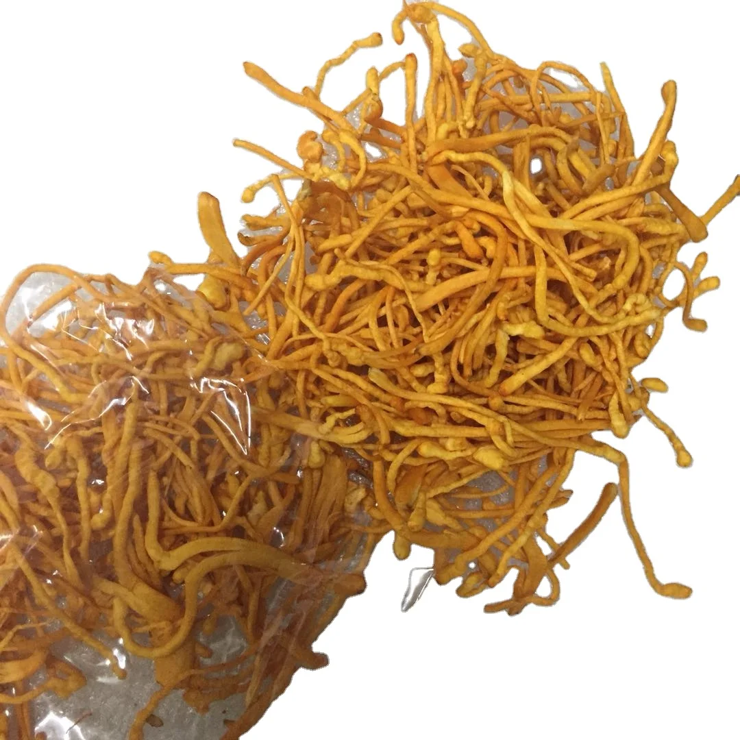 DETAN Premium High Quality  Edible Factory Growing Fresh Cordyceps Militaris Mushroom Wholesale Price