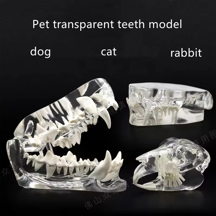 Animals Oral Tooth Jaw For Veterinary Office Educational Tool Transparent Canine Dog Cat Teeth Anatomical Model