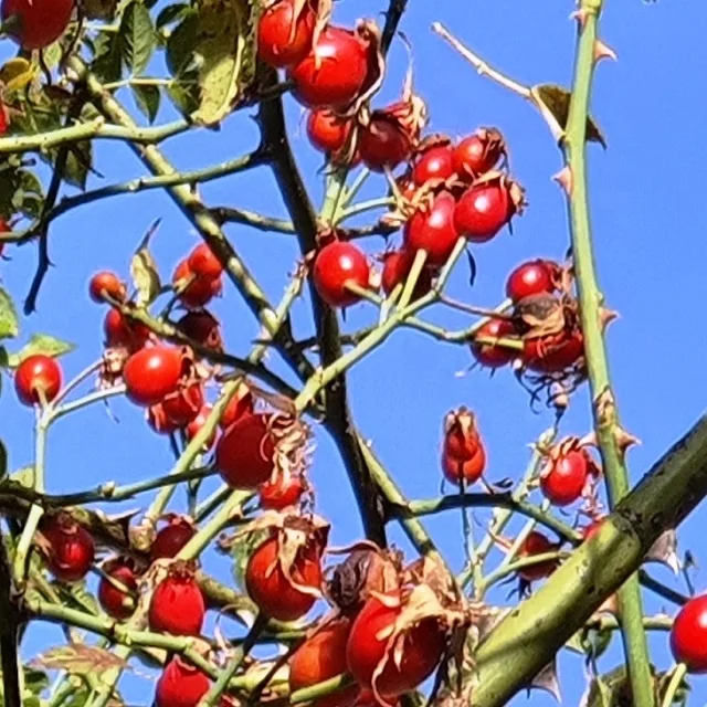 
Rosehip Oil (Rosa canina L.) Cold Pressed 