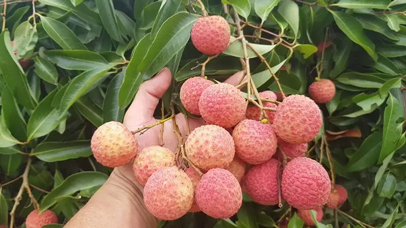 New Crop Natural Fresh Lychee from Viet Nam Manufacturer for Making Jelly Syrust and Eating Directly