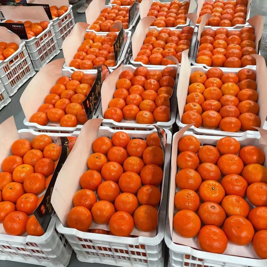 
Chinese citrus fruit orange mandarin for wholesale 