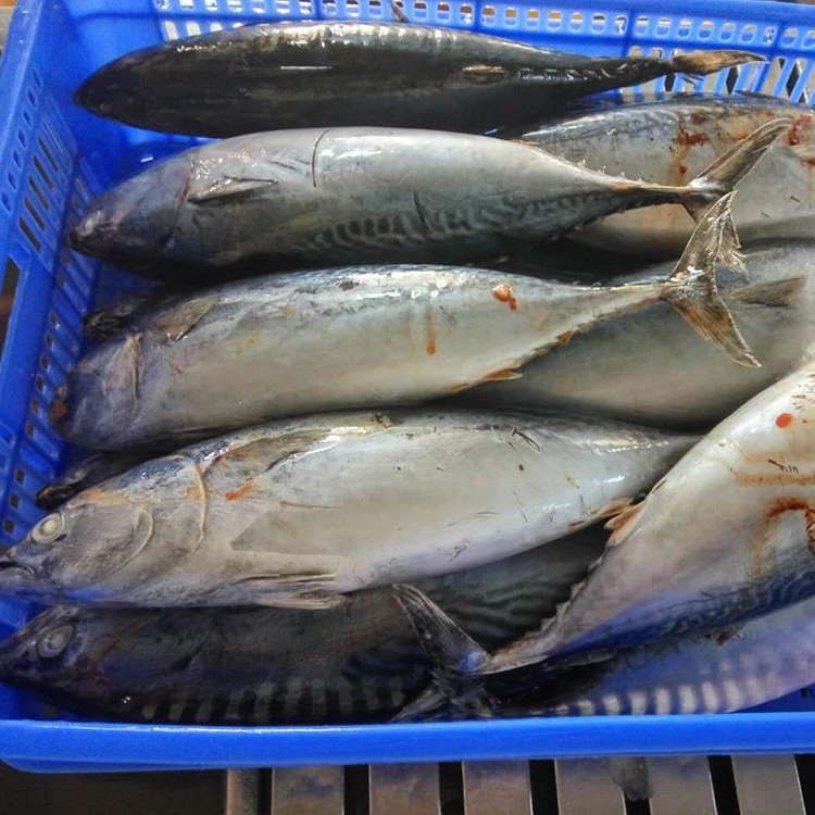 Frozen Bonito Fish WR