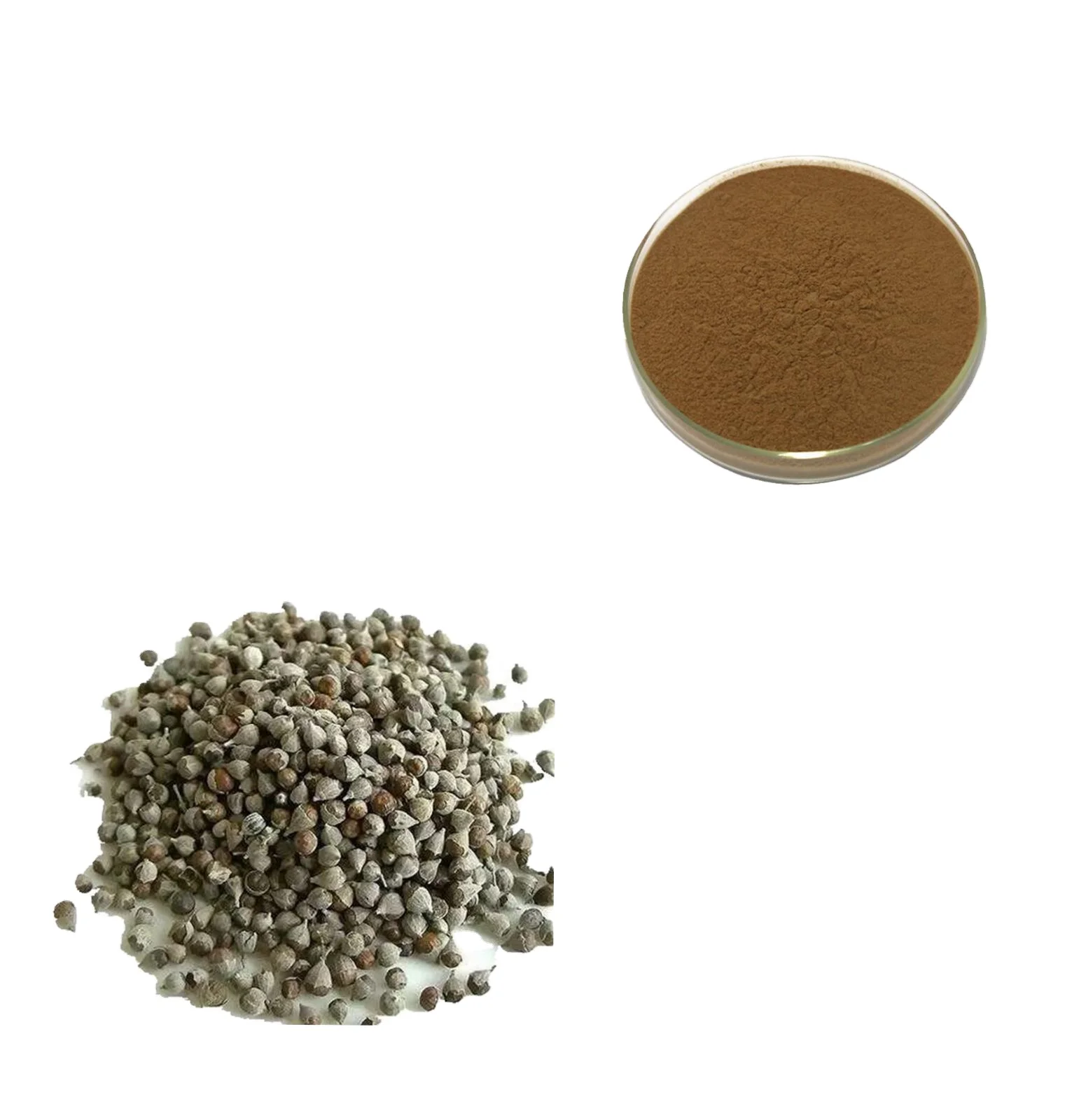 High Quality Vitex Extract Holy Berry Flavone 50: 1 Chasteberry Powder