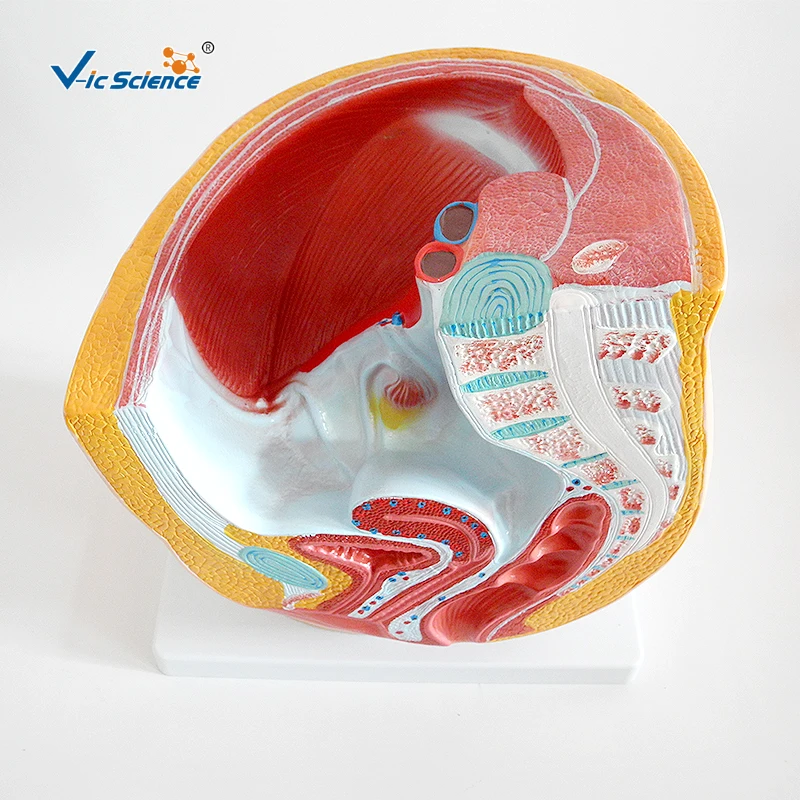 human female pelvis section (1 part) basic human anatomy medical school education cheap anatomical models