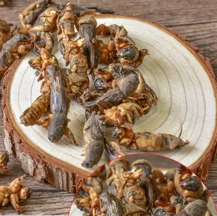 
Lou gu 1KG new sulphur free whole dried Mole Crickets for sale 