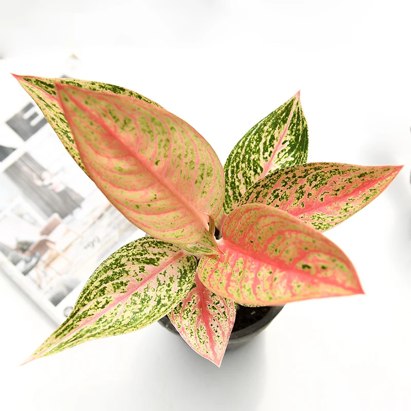  Низкая цена оптовая продажа красивая золотая звезда орнамент Aglaonema листва живые растения