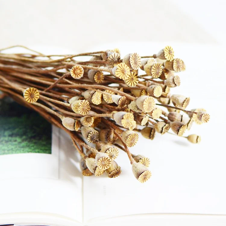 Summer Flora Wholesale Natural Interior Decorative Flowers Corn Poppy Dried Flowers For Home Decoration